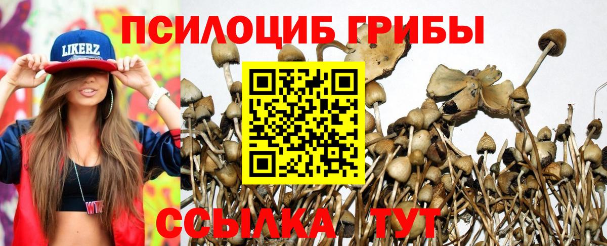 Сухой Лог  Галлюциногенные грибы прущие грибы  Вход с VPN  Псилоцибиновые грибы GOLDEN TEACHER 